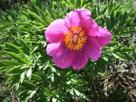 Paeonia peregrina (J.-P. Mandin)